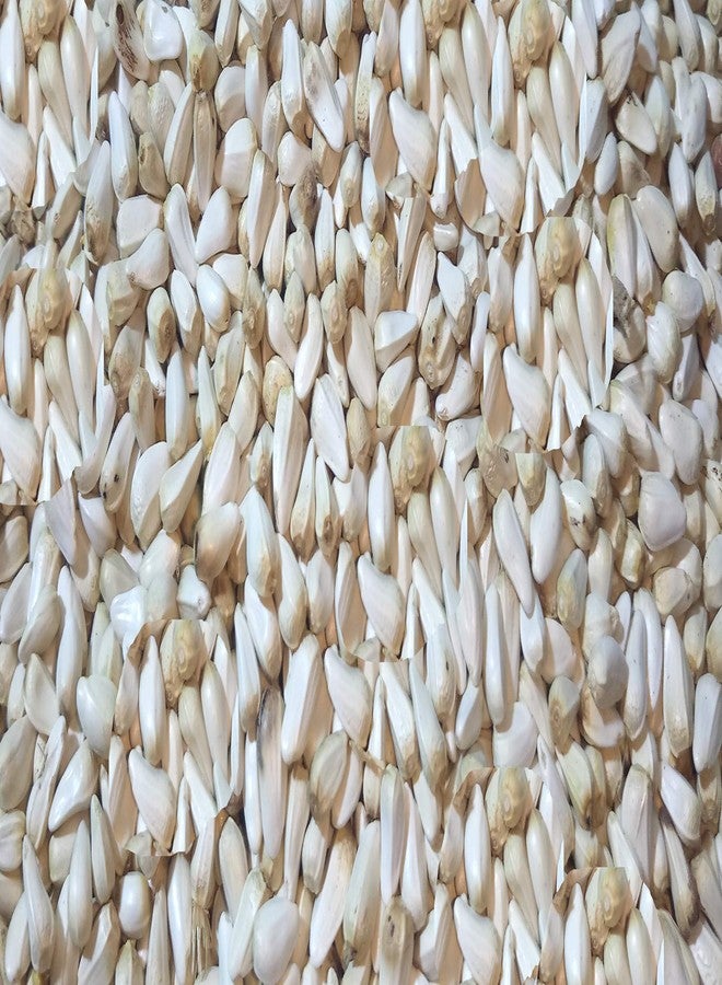 One Top White Safflower Seeds (Kusum Dana) Natural Bird Foods for Cockatiel, Silver Finches,Munia,Parakeets,Seed Eating All Birds Dry Bird Foods - Image 2